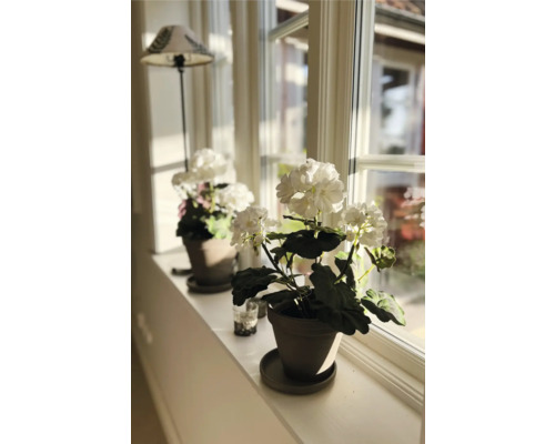 Dekorativní pokojové rostliny v květináčích na okenním parapetu.