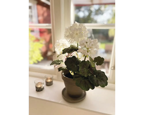 Dekorativní bílá hortenzie v květináči na okenním parapetu se dvěma držáky na čajové svíčky