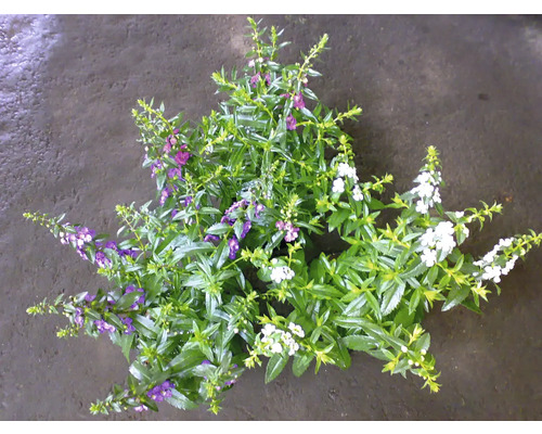 Fotografie rostliny anděliky se zelenými listy a bílými a fialovými květy.