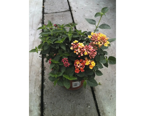 Květinové kouzlo v květináči: Verbenové aranžmá na balkon a zahradu