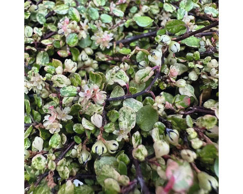 Detailní záběr rostliny Muehlenbeckia complexa s malými listy a jemnými květy