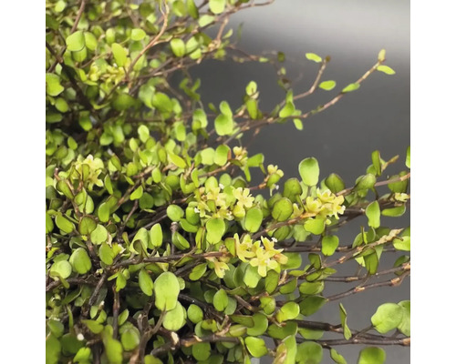 Detail umělé rostliny korálového keře s květy