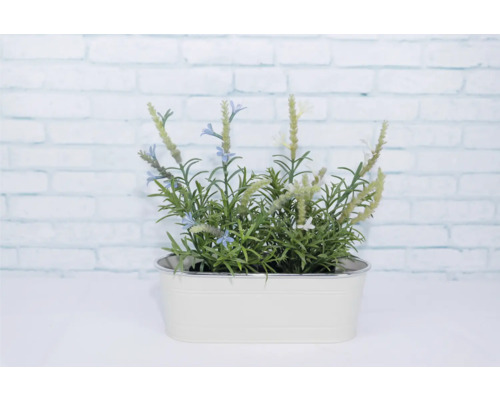 Levandule v květináči pro vnitřní použití