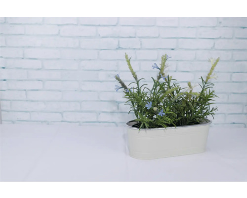 Dekorativní bylinka v květináči