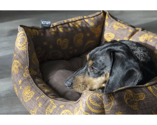 Jezevčík odpočívá v vzorované psí posteli od Kiwi.