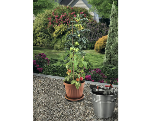 Sazenice rajčat s podpěrou v květináči, se zahradním nářadím v kovovém kbelíku na zahradě.