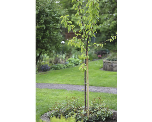 Mladý strom se sloupkem v zahradě