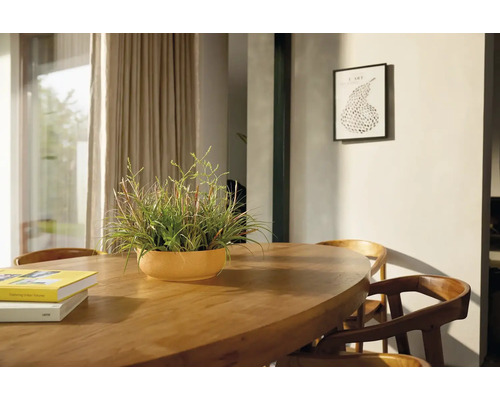Jídelní scéna s dřevěným stolem, židlemi a hrnkovou rostlinou
