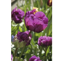 Tulipány FloraSelf 'Negrita Double' 11/12 8 ks