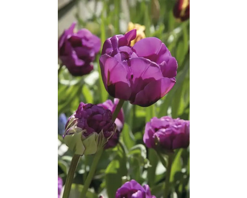 Detail fialových květů tulipánů na zahradě