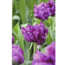 Tulipány FloraSelf 'Negrita Double' 11/12 8 ks
