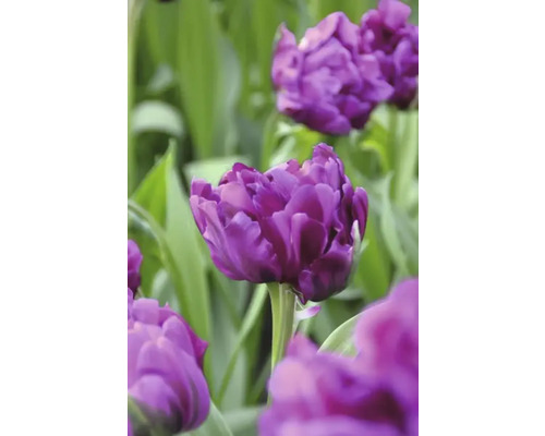 Detail fialových květů tulipánů na záhoně.