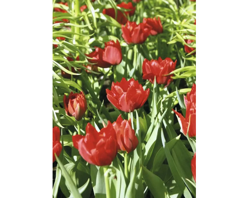 Detail červených tulipánů na zahradním záhonu.