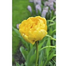 Žlutý tulipán v zahradě