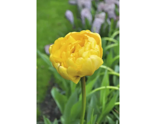 Žlutý tulipán v zahradě