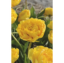 Detailní záběr žlutých květů tulipánů v zahradním záhonu