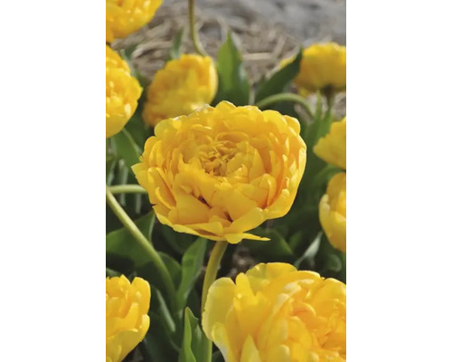 Detailní záběr žlutých květů tulipánů v zahradním záhonu