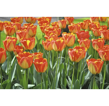 Tulipány 10/12 FloraSelf 'Banja Luka' 10 ks