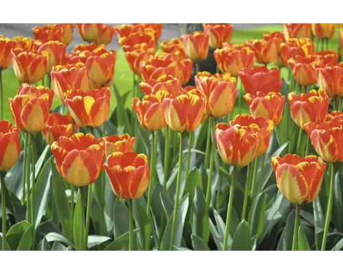 Pole červenožlutých květů tulipánů se zelenými stonky