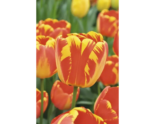 Detail tulipánů s květy v pruhovaném vzoru