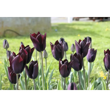 Detailní záběr skupiny tmavých tulipánů na zahradě.