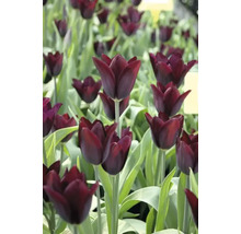 Detailní pohled na tmavě červené tulipány v zahradním záhonu