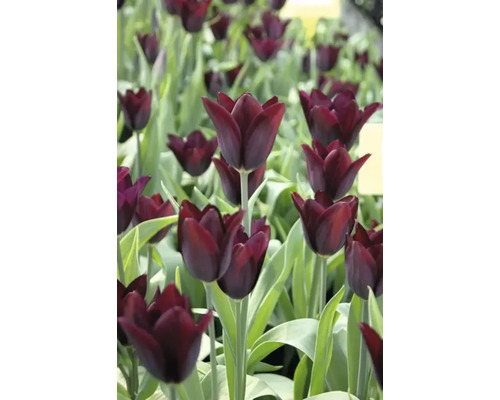 Detailní pohled na tmavě červené tulipány v zahradním záhonu