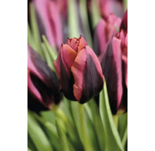 Tulipány FloraSelf 'Slawa' 10 ks