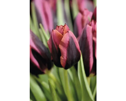 Detail tulipánového květu