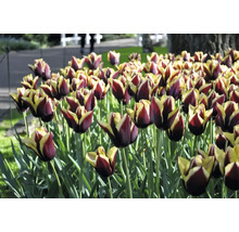 Detail tulipánů v zahradním záhonu