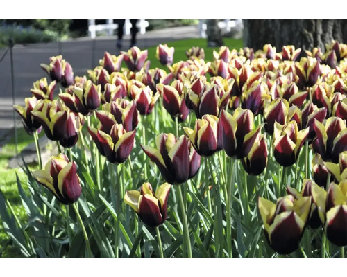 Detail tulipánů v zahradním záhonu