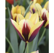 Tulipány FloraSelf 'Gavota' 11/12 10 ks