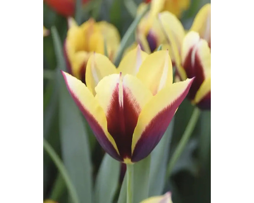 Detail tulipánu se žlutými a vínovými okvětními lístky