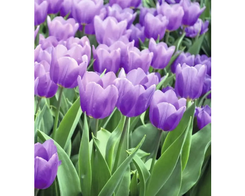 Detail fialových tulipánů v zahradě.
