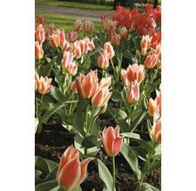 Záhon tulipánů s červenými a dvoubarevnými květy