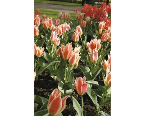 Záhon tulipánů s červenými a dvoubarevnými květy