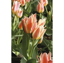 Tulipány FloraSelf 'Quebec' 11/12 10 ks
