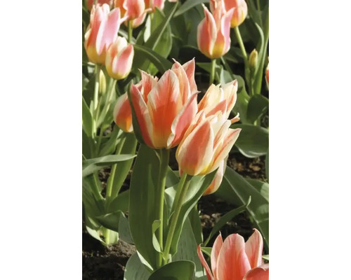 Detailní pohled na vícebarevné tulipány na zahradě