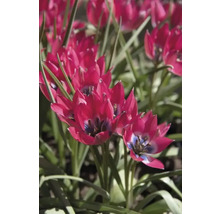 Detailní záběr červených květů tulipánů v zahradním záhonu