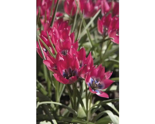 Detailní záběr červených květů tulipánů v zahradním záhonu