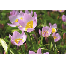 Detailní záběr květů tulipánů v zahradním záhonu