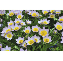 Tulipány FloraSelf 'Bakerii Lilac Wonder' 12 ks fialové
