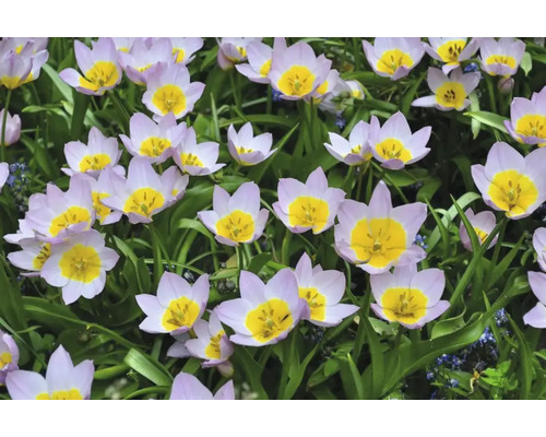 Detail bledě fialových tulipánů se žlutými květními hlavami