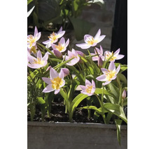 Tulipány FloraSelf 'Bakerii Lilac Wonder' 12 ks fialové