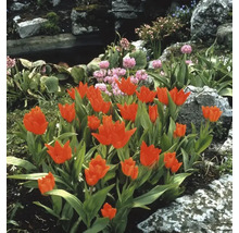 Tulipány FloraSelf 'Praestans Zwanenburg' 12 ks