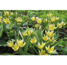 Žluté a bílé tulipány Tarda na zahradním záhonu
