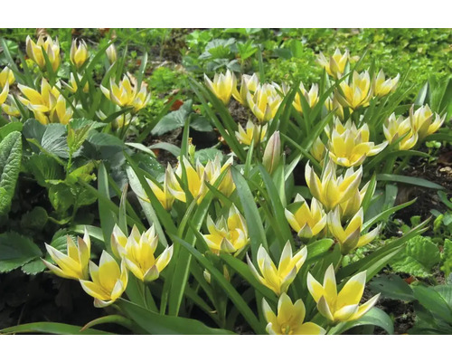 Žluté a bílé tulipány Tarda na zahradním záhonu