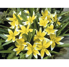 Tulipány FloraSelf 'Tarda Dasystemon' 6/7 15 ks