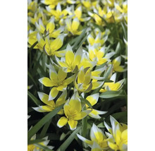 Detailní záběr žluto-bílých planých tulipánů na zahradním záhonu.