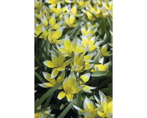 Detailní záběr žluto-bílých planých tulipánů na zahradním záhonu.